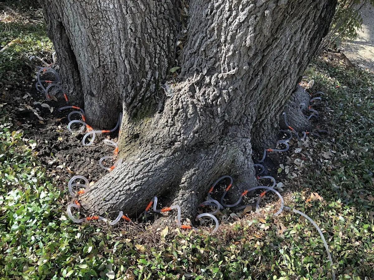 Detailed Tree Cabling and Bracing job site in Tallulah