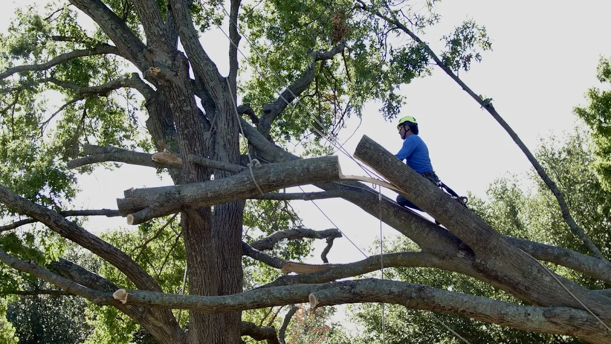 Professional Crown Thinning performed by certified arborists in Tallulah